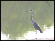 Birding